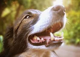 epulis in dogs symptoms causes