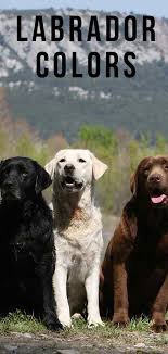 Labrador Colors The Secrets Of Labrador Color Inheritance