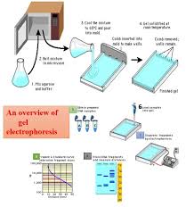 gel electropsis types