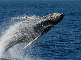 Image result for whale splashing in the sea