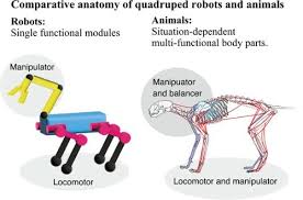 comparative anatomy of quadruped robots