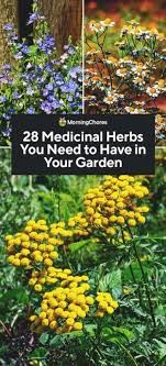 28 Medicinal Herbs You Need To Have In