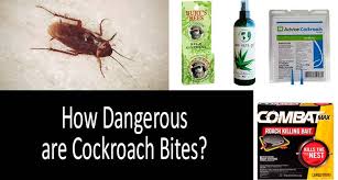 Palmetto bug is the popular name applied to several species of large cockroaches. Cockroach Bites You D Better Be Careful Symptoms First Aid Prevention