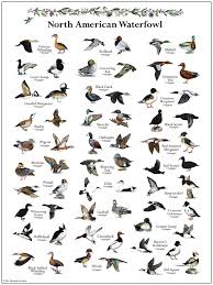 North American Waterfowl Waterfowl Hunting Duck Species