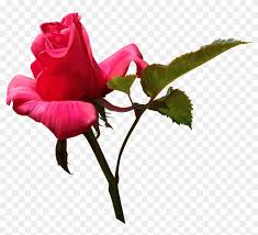 Red love rose flower images. Flower Vector Rose Transprent Png Free Download Love Flower Vector Rose Transprent Png Free Download Love Free Transparent Png Clipart Images Download