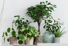 how-do-you-fertilize-indoor-plants-naturally
