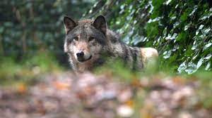 Schooltv: Hoe herken je een wolf? - Honden worden vaak voor wolven aangezien