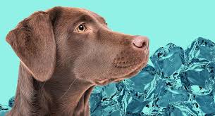 Ice cream (derived from earlier iced cream or cream ice) is a sweetened frozen food typically eaten as a snack or dessert. Is Ice Bad For Dogs A Complete Guide To Dogs And Ice