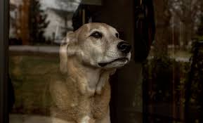 Old dogs is simply mind numbingly awful. Opinion The Pain Of Loving Old Dogs The New York Times