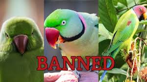 parrots are banned in india