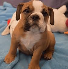 caring for your english bulldog puppy