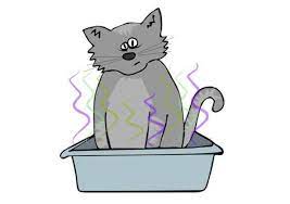 How To Get Rid Of Cat Litter Box Smell