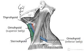 Human muscle system, the muscles of the human body that work the skeletal system, that are under voluntary control, and that are concerned with movement, posture, and balance. Muscles Of The Neck Teachmeanatomy