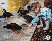 how-do-ducks-show-affection-to-humans