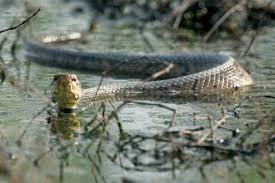 snakes texas parks wildlife department