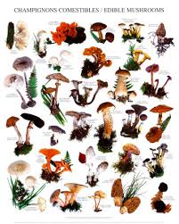 Edible Mushrooms Edible Mushrooms Chart