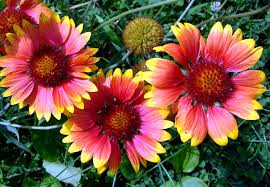 Flowers grow 10 to 16 inches in height, and have a beautiful fluted. How To Grow Gaillardia Flowers Growing Gaillardia From A Seed Blanket Flowers