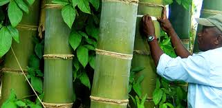 Bamboo Africas Untapped Potential Africa Renewal