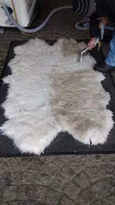 sheepskin rug cleaning showing before