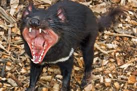 So these creatures were trapped, poisoned and were driven out of many. New Hope Of Vaccine For Tasmanian Devil S Contagious Killer Tumor