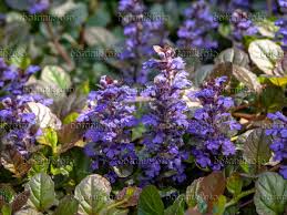 image carpet bugle ajuga reptans