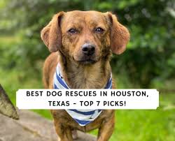 We are open every saturday and sunday from 12 to 5 p.m. Best Dog Rescues In Houston Texas 2021 Top 7 Picks We Love Doodles