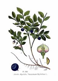 Vaccinium myrtillus - Wikipedia