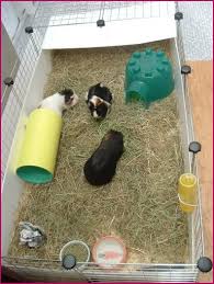 guinea pig housing cages
