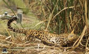If your trap will be set in soft marshy ground in a riparian area, then make it a bit longer. Jaw Traps And Snares The Terrible Threat To India S Wildlife One Green Planet