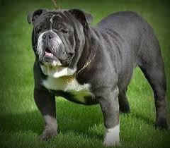 Advice from breed experts to make a safe choice. Blue English Bulldog Female Puppy Ongar Essex Pets4homes
