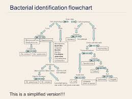 Bacterial Identification Chart Asana Flow Chart Atlas