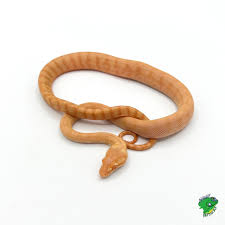 albino carpet python cb baby