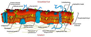 1 3 cell membrane plant anatomy and