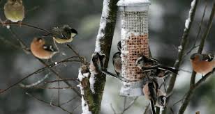 bird watch in the garden in winter