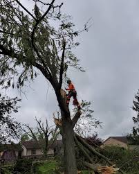 Maybe you would like to learn more about one of these? Joel S Pro Tree Service Zhazbalar Facebook