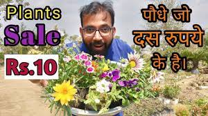 Plants and flowers nursery near me. Cheapest Plant Nursery Buy Plant At Rs 10 Only Wholesale Plant Supplier In Delhi Noida Ncr Youtube