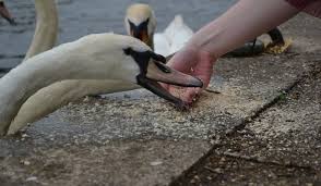 Can Swans Eat Bread?  
