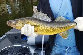 Large Walleye Landed At Fernleigh Lodge