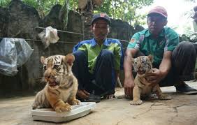 Siswa smp galang dana untuk kebun binatang semarang. 11 Foto Bonbin Mangkang Semarang Harga Tiket Masuk Lokasi Semarang Zoo Update 2021 Jejak Kenzie