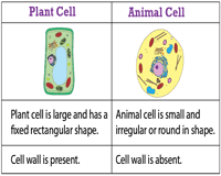 This is an important barrier that separates the interior parts of the cell from the external environment while also regulating the movement of molecules/substances in and out of the cell. Plant And Animal Cell Worksheets Animal Cell Cells Worksheet Plant And Animal Cells