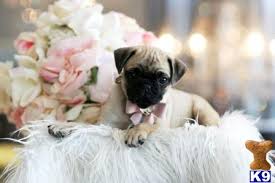 Nobody is perfect, but if you're a pug owner you are pretty close! Pug Puppy For Sale Mini Pugs Florida We Ship Visit My Website 2 Years Old