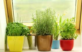 Do Herbs Need Special Food To Thrive