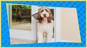 Best Dog Doors Of 2023 Top Rated Dog
