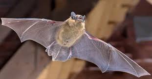 bat what does bat guano look like