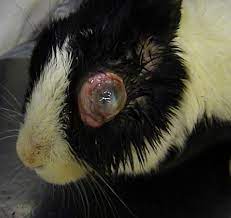 eye exophthalmos in rabbits lapis