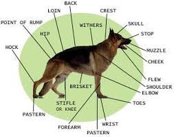 Gsd Growth Chart I Love German Shepherd Dogs