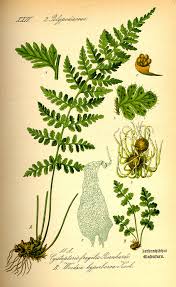 Woodsia alpina - Wikipedia