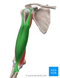 biceps brachii muscle origin