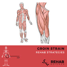 In many respects, the groin is a most unglamorous part of the athletic anatomy. Groin Strain Rehab Science