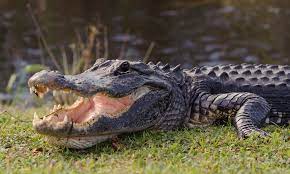 where to see alligators in florida